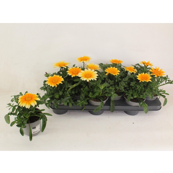 <h4>Gazania Sunny Side UP</h4>