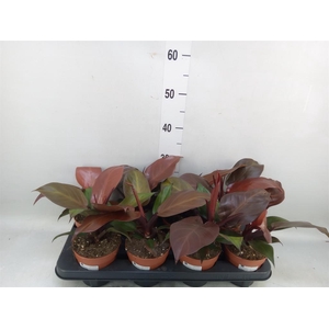 Philodendron   ...