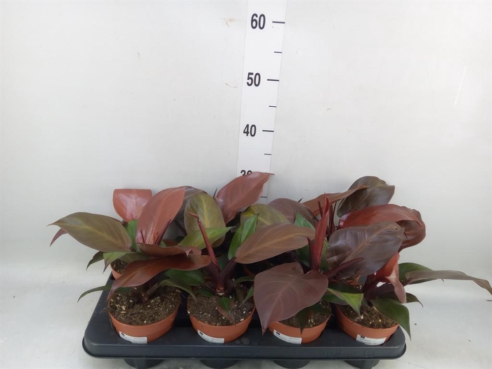 <h4>Philodendron   ...</h4>