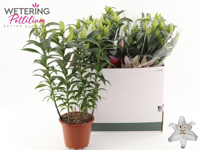 <h4>LIL OR SUN BAHAMAS</h4>