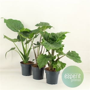 Alocasia Mix 2-3 srt.