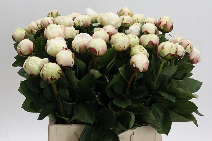<h4>Paeonia Odile</h4>
