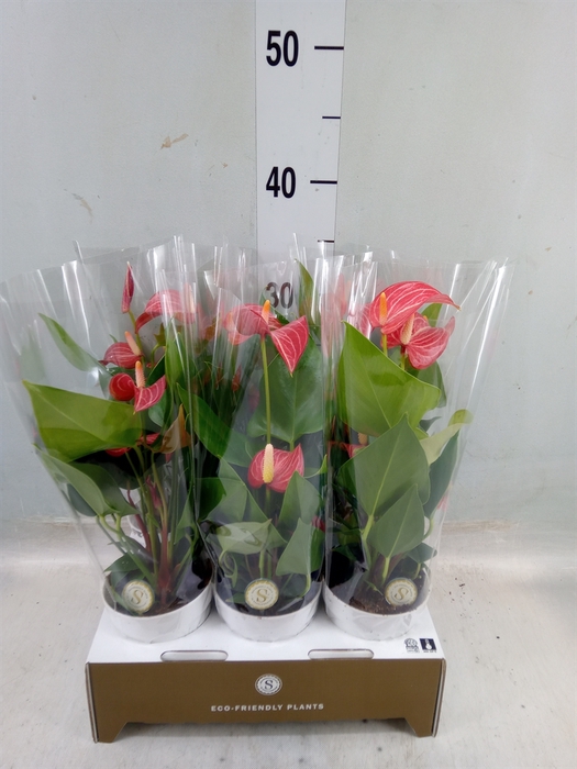 <h4>Anthurium andr. 'Livium Red Mirco'</h4>