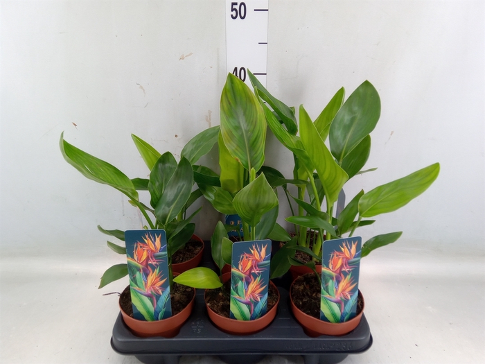 <h4>Strelitzia reg.   ...no flowers</h4>