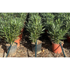 Nerium oleander