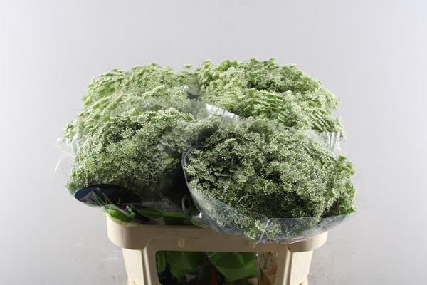 <h4>Ammi Casablanca Bloei L 70 !!</h4>