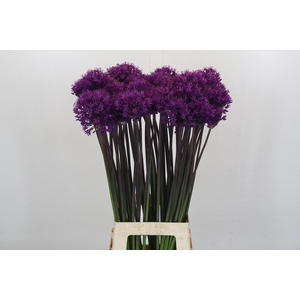 Allium Purple Sensation