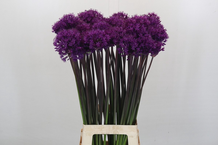 <h4>Allium Purple Sensation</h4>