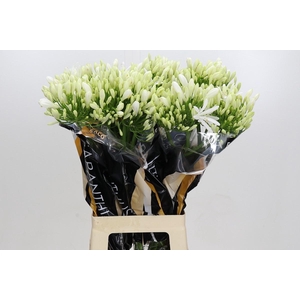 AGAPANTHUS EYFORI WHITE ARTISTIEK