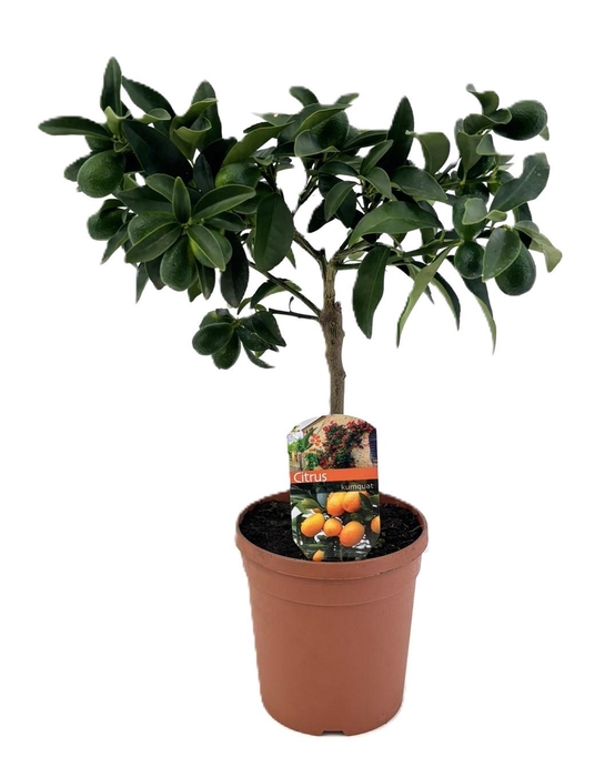 <h4>Citrus kumquat</h4>