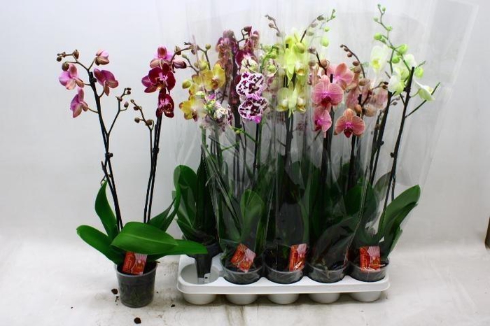 <h4>PHAL GEM 7 KL</h4>