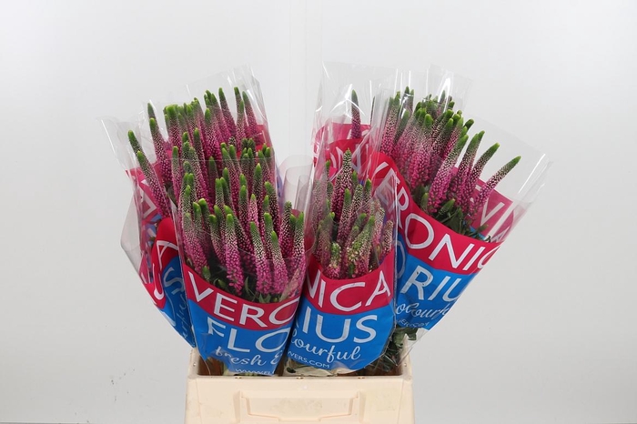 <h4>Veron Smart Artist</h4>