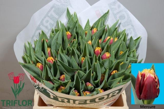 <h4>TU FR MERCURE</h4>