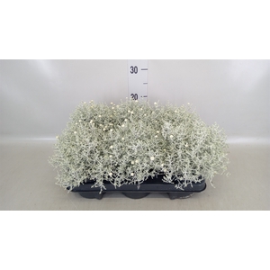 Leucophyta     [Calocephalus]