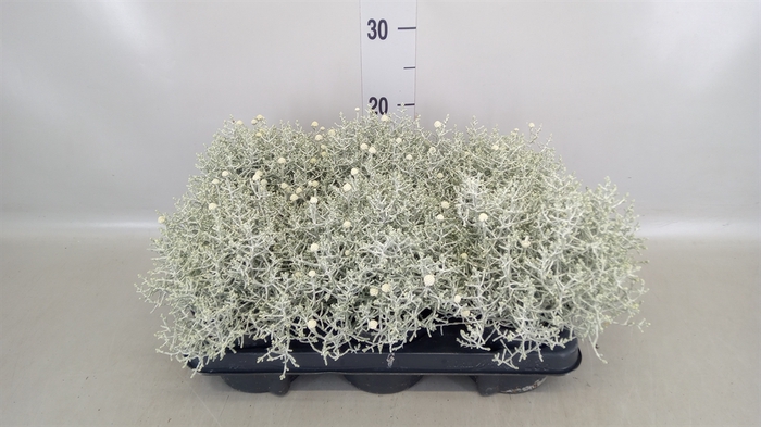<h4>Leucophyta     [Calocephalus]</h4>