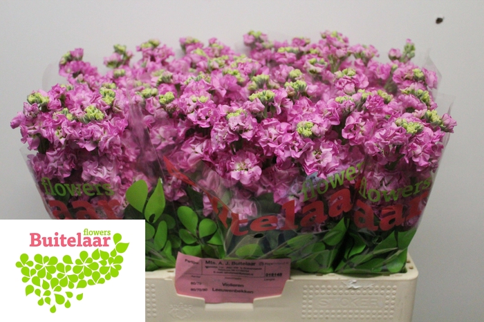 <h4>MATTH IRON PINK</h4>