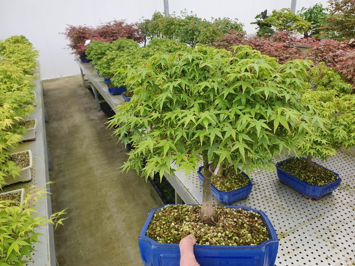 <h4>Acer palmatum kiyohime, pot 26cm.</h4>