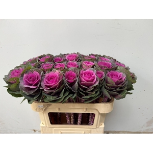 BRASSICA OLER. 'RED CRANE'
