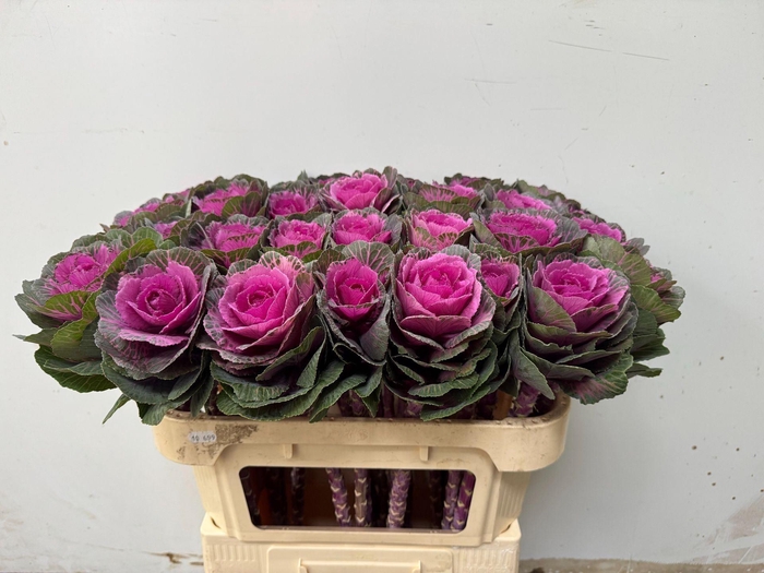 <h4>BRASSICA OLER. 'RED CRANE'</h4>