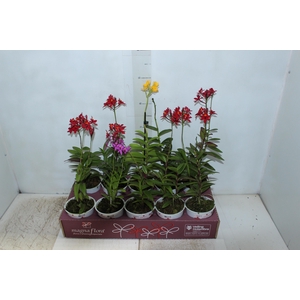 ORQUIDEA EPIDENDRUM P12