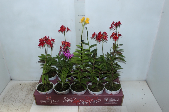 <h4>ORQUIDEA EPIDENDRUM P12</h4>