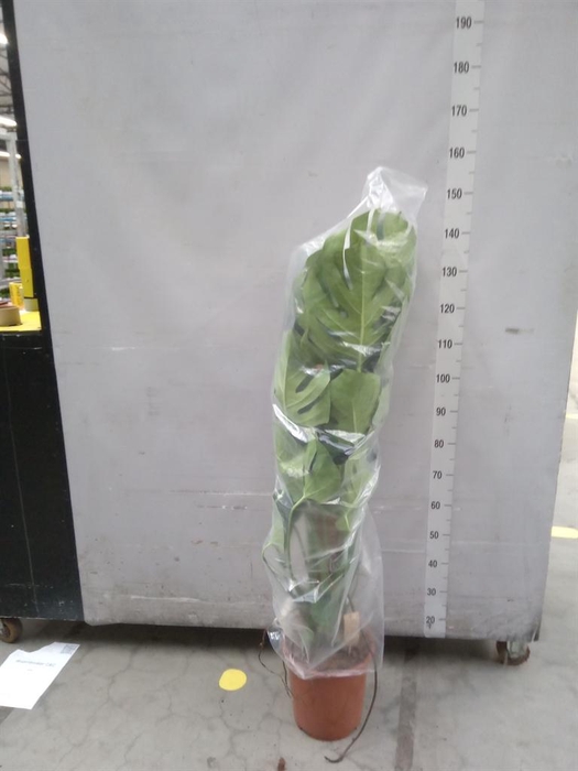 <h4>Monstera delic.</h4>