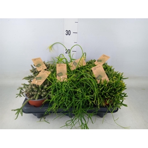 Rhipsalis   ...mix