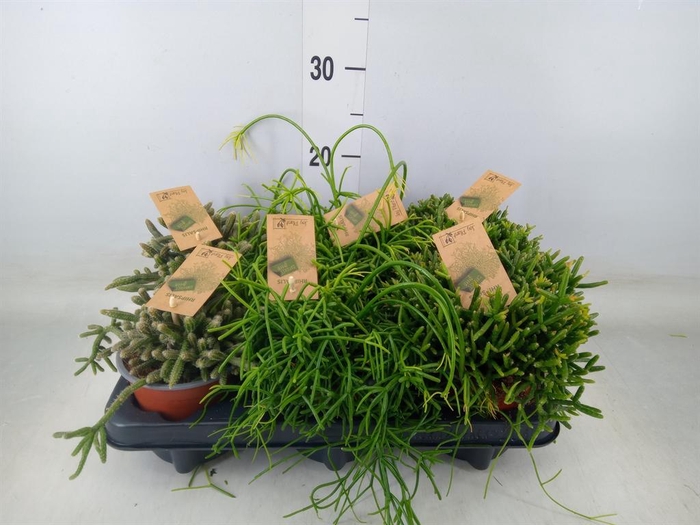 <h4>Rhipsalis   ...mix</h4>