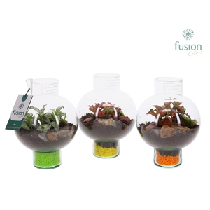 Green Bottle Laura XSmall met Fittonia