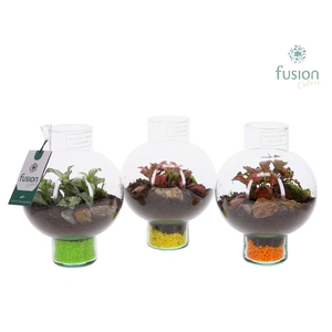 Green BottleLaura XSmall met Fittonia