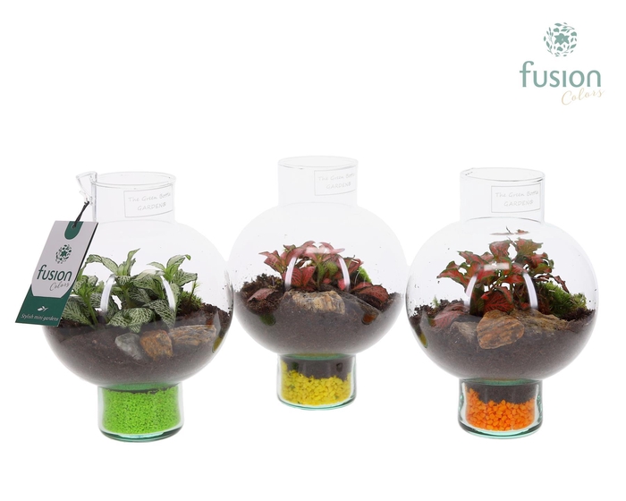 <h4>Green BottleLaura XSmall met Fittonia</h4>