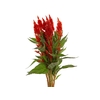 CELOSIA PLUMOSA CENTURY FIRE 070 CM