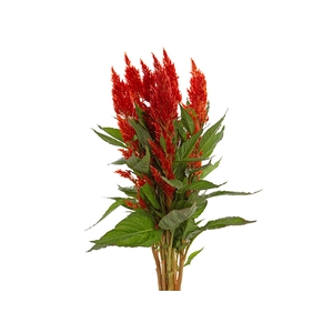 CELOSIA PLUMOSA CENTURY FIRE 040 CM
