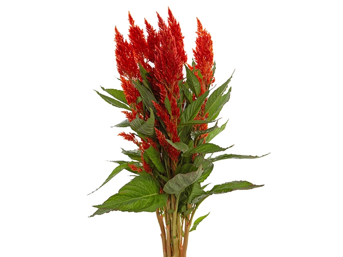 CELOSIA PLUMOSA CENTURY FIRE 070 CM