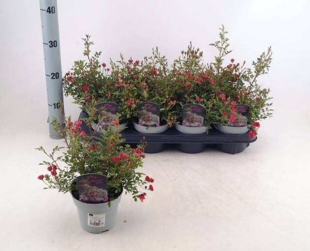 <h4>ROSA MAGIC MEIDILAND</h4>