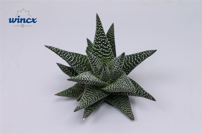 Haworthia Royal Highness Cutflower Wincx-8cm