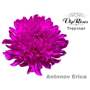 CHR G ANTONOV KLB ERICA