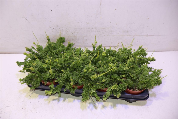 <h4>Rhipsalis Mesembryan</h4>
