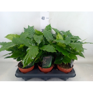 Coffea arabica
