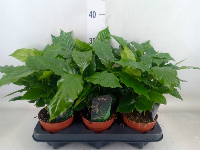 <h4>Coffea arabica</h4>