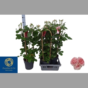 ROSA FL DOLCE SELECT