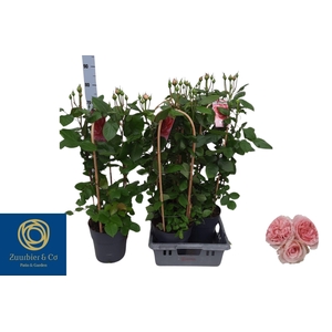 ROSA FL DOLCE SELECT