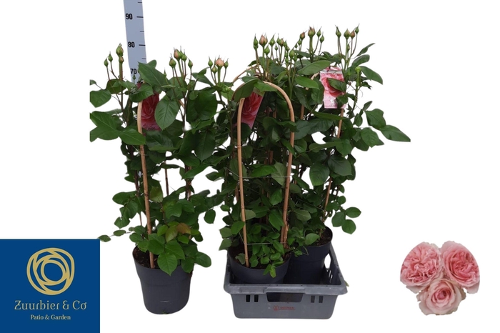 <h4>ROSA FL DOLCE SELECT</h4>