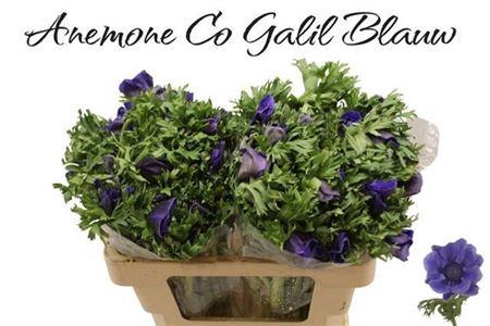 <h4>Anem Co Galil Blauw</h4>