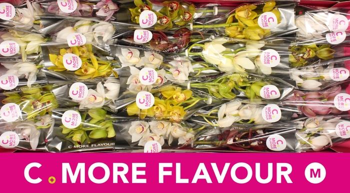 <h4>CYMB MI GEM</h4>