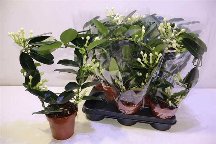 <h4>Steph Fl Ov</h4>