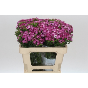 Dianthus Br Amazon Rose Magic