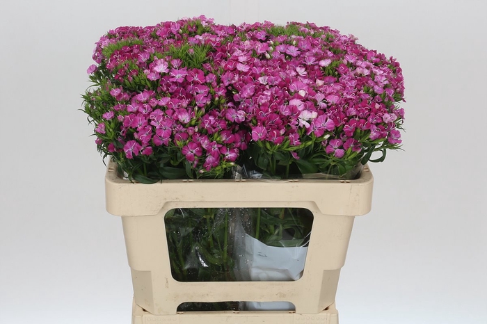 <h4>Dianthus Br Amazon Rose Magic</h4>