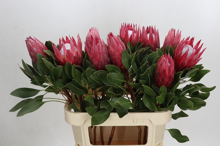 <h4>PROTEA CY MADIBA</h4>