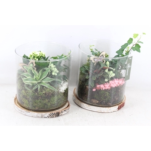 arr2 MB - Glas cilinder hout schijf XL